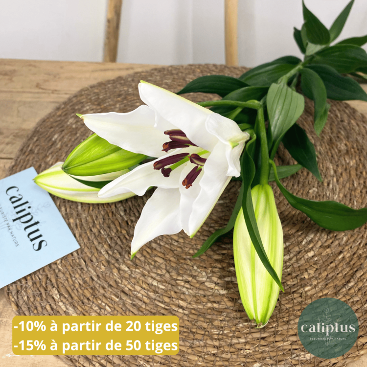 Lys blanc à la Tige Composez votre bouquet en ligne pas cher caliptus
