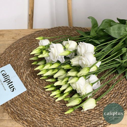 Lisianthus à la Tige Composez votre bouquet en ligne pas cher caliptus