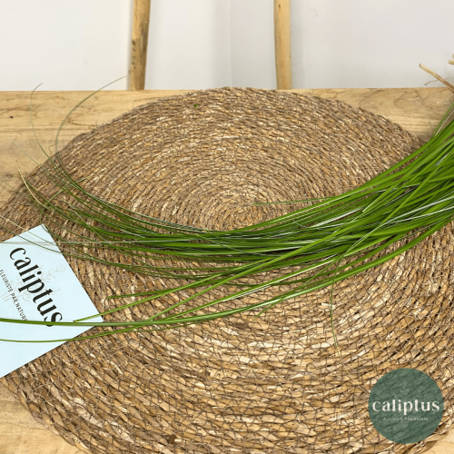 Herbe d'ours à la Botte Composez votre bouquet en ligne pas cher caliptus