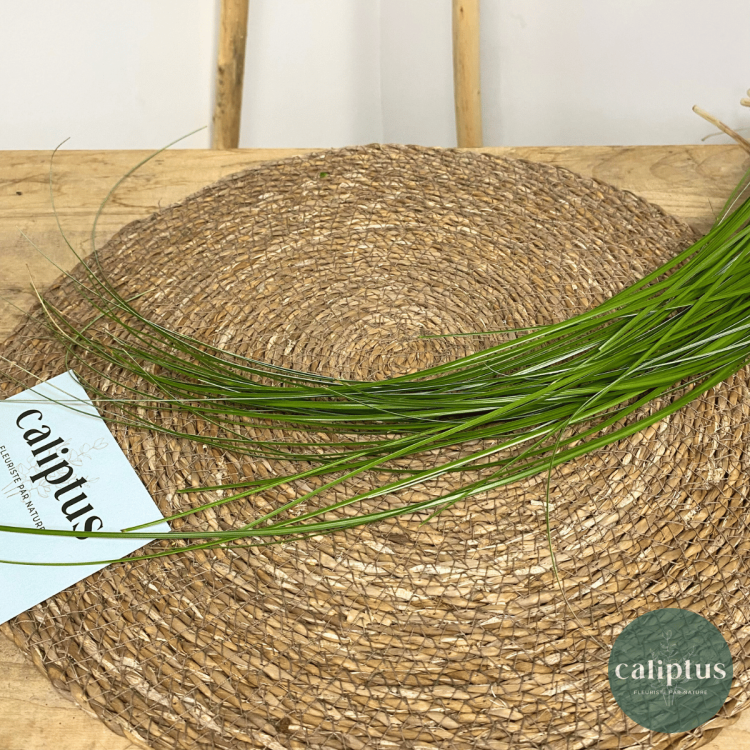 Herbe d'ours à la Botte Composez votre bouquet en ligne pas cher caliptus