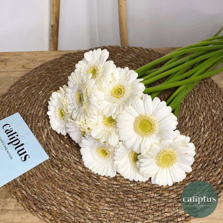 Germini blanc à la Tige Composez votre bouquet en ligne pas cher caliptus