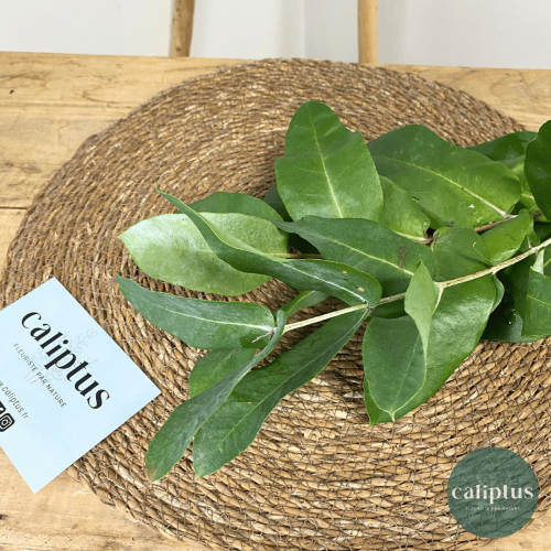 Eucalyptus robusta à la Botte Composez votre bouquet en ligne pas cher caliptus