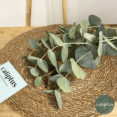 Eucalyptus cinéraire à la Botte Composez votre bouquet en ligne pas cher caliptus
