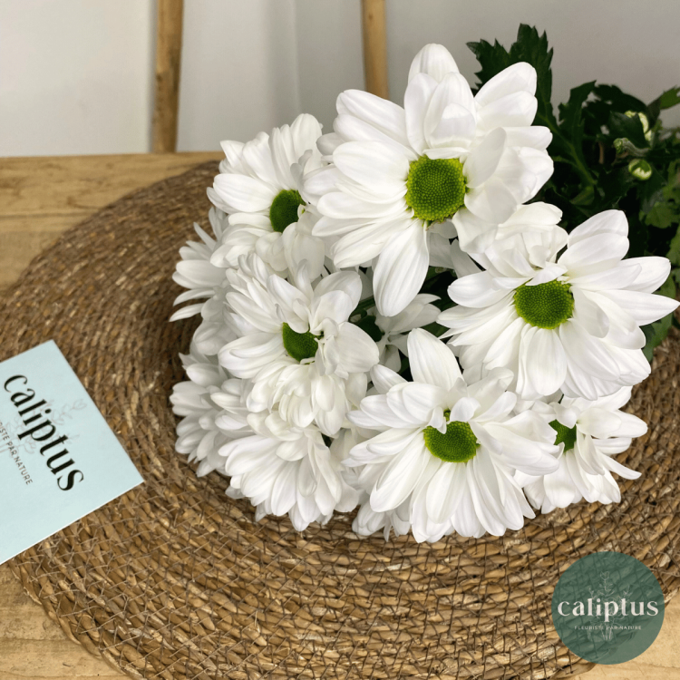Chrysanthème blanc à la Tige Composez votre bouquet en ligne pas cher caliptus