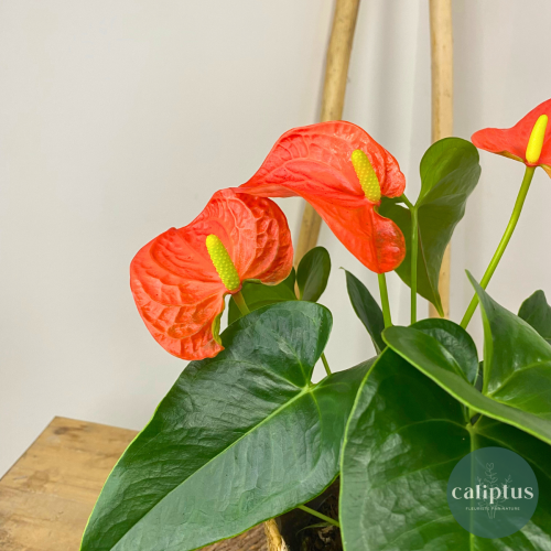 Anthurium Plantes d'intérieur pas cher caliptus