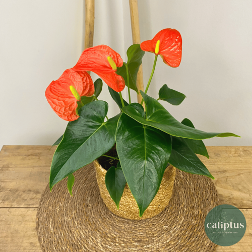 Anthurium Plantes d'intérieur pas cher caliptus