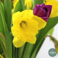 Abonnement - Bouquet Printanier Accueil pas cher caliptus