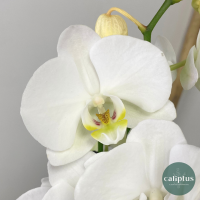 Pack Plante Naissance Livraison de Plantes à domicile pas cher caliptus