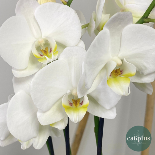 Pack Plante Naissance Livraison de Plantes à domicile pas cher caliptus