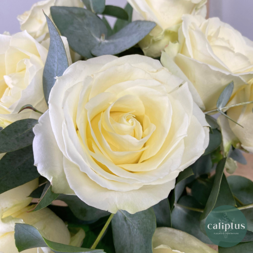 Bouquet Naissance Livraison de Fleurs coupées pas cher caliptus