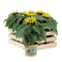 Tournesol et son Cache pot Plantes d'extérieur pas cher caliptus
