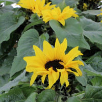 Tournesol et son Cache pot Plantes d'extérieur pas cher caliptus