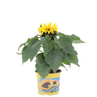 Tournesol et son Cache pot Plantes d'extérieur pas cher caliptus