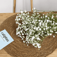 Gypsophile blanc à la Tige Composez votre bouquet en ligne pas cher caliptus