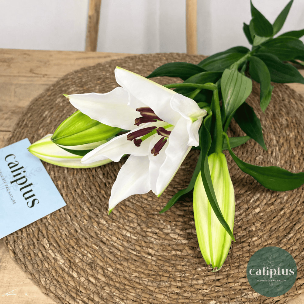 Lys blanc à la Tige Composez votre bouquet en ligne pas cher caliptus