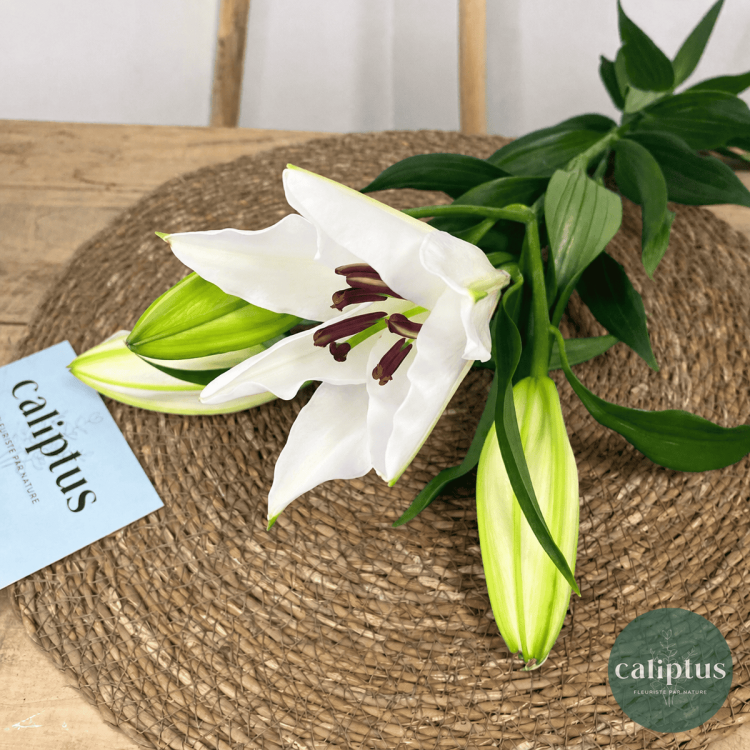 Lys blanc à la Tige Composez votre bouquet en ligne pas cher caliptus