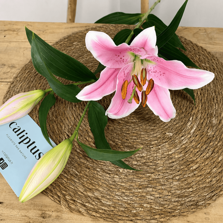 Lys rose à la Tige Composez votre bouquet en ligne pas cher caliptus