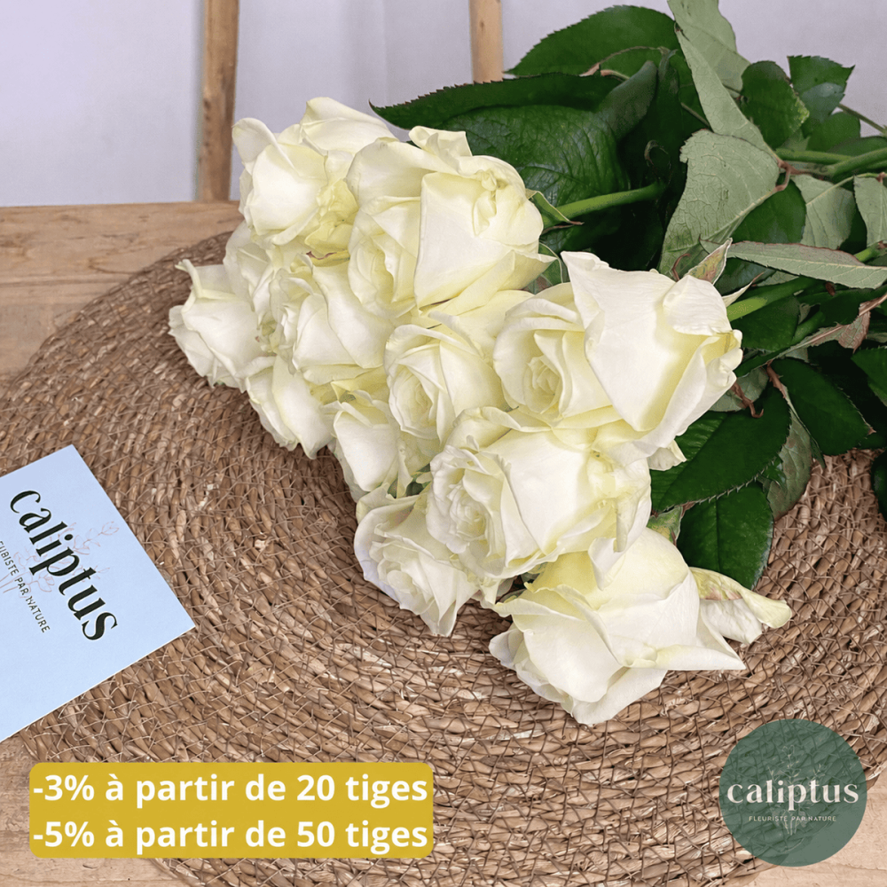 Rose blanche à la Tige Composez votre bouquet en ligne pas cher caliptus
