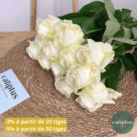 Rose blanche à la Tige Composez votre bouquet en ligne pas cher caliptus