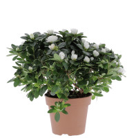 Azalée Plantes d'intérieur pas cher caliptus