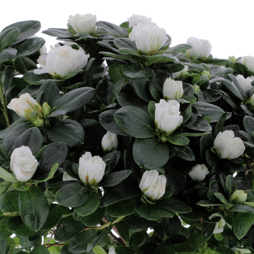 Azalée Plantes d'intérieur pas cher caliptus