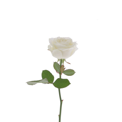 Rose blanche à la Tige Composez votre bouquet en ligne pas cher caliptus