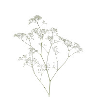 Gypsophile Blanc à la Tige Composez votre bouquet en ligne pas cher caliptus