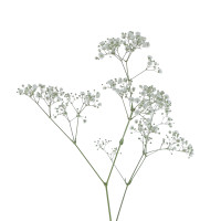 Gypsophile Blanc à la Tige Composez votre bouquet en ligne pas cher caliptus