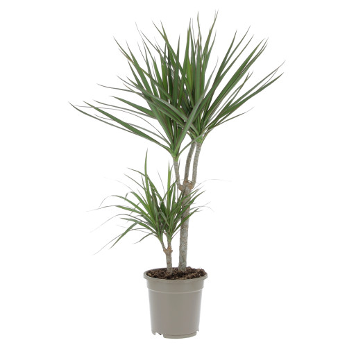 Dracaena Plantes d'intérieur pas cher caliptus