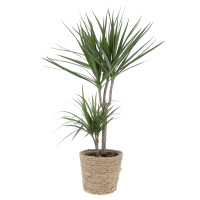 Dracaena Plantes d'intérieur pas cher caliptus