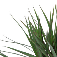 Dracaena Plantes d'intérieur pas cher caliptus