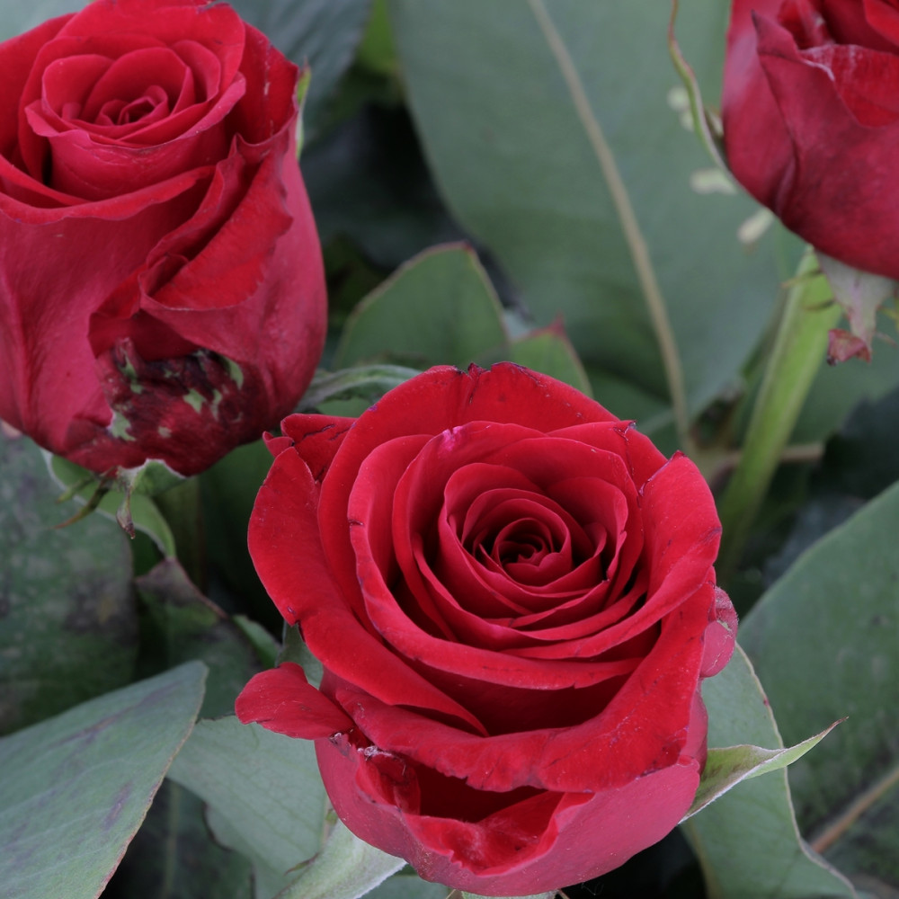 Livraison de Bouquet Amour Roses Rouges 60cm à domicile en 24 heure...