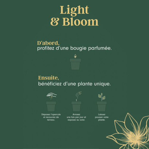 Bougie Aromatique Senteurs pas cher caliptus