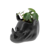 Succulente mix avec son cache pot rhino Livraison de Plantes à domicile pas cher caliptus
