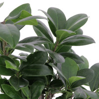 Ficus ginseng (Ficus microcarpa), bonsaï du débutant Plantes intérieures pas cher caliptus