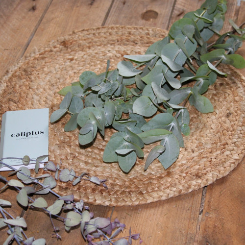 Eucalyptus cinéraire - 50-60cm Composez votre bouquet en ligne caliptus