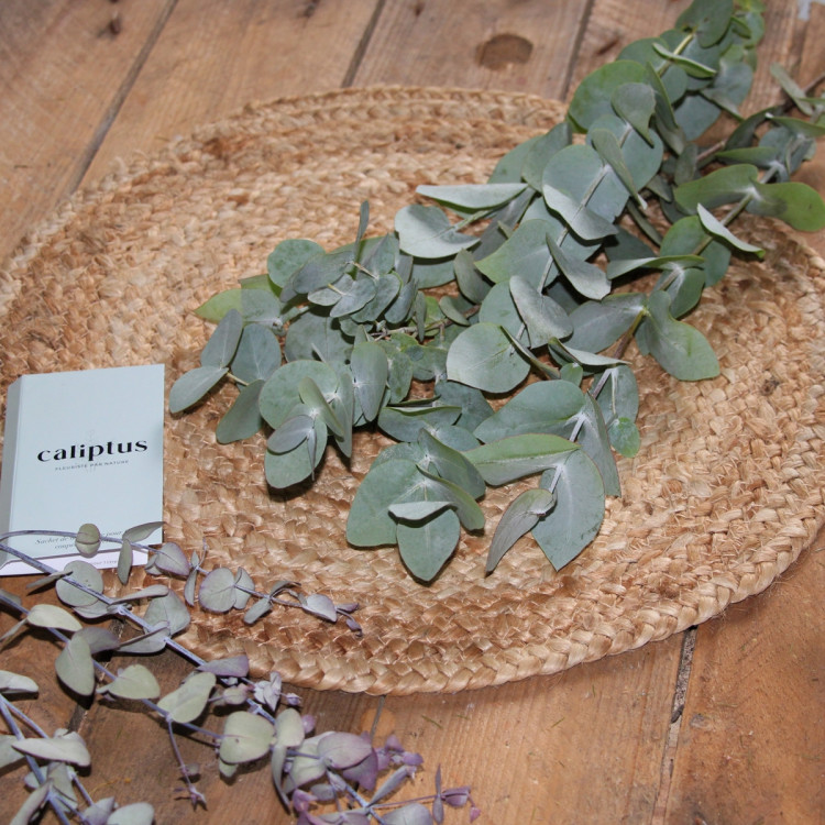 Eucalyptus cinéraire Composez votre bouquet en ligne pas cher caliptus