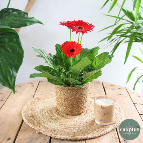 Gerbera Rouge Plantes extérieures pas cher caliptus