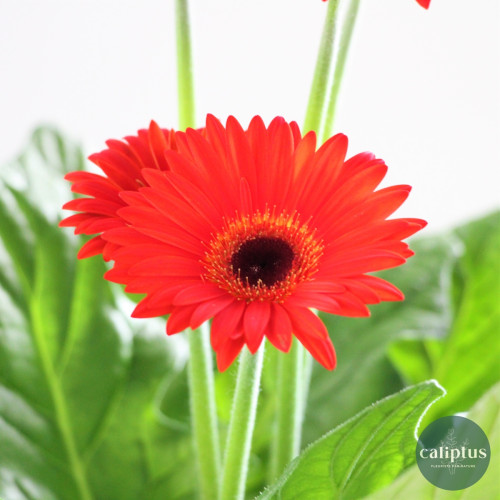 Gerbera Rouge Plantes extérieures pas cher caliptus