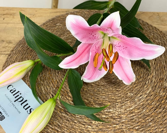 Fleurs à la tige