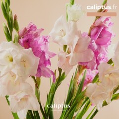 Caliptus vous souhaite un doux 14 juillet ! 🇫🇷 

À cette occasion, nos fleuristes vous proposent ce joli bouquet de glaïeuls 🌸 Ces fleurs aux couleurs joyeuses symbolisent la force, la victoire et la fierté. 

Notre conseil 🌿 Placez quelques tiges dans différents vases et répartissez-les dans votre intérieur. 

À commander sur caliptus.fr ! Lien dans la bio ⬆️
.
.
.
.
#caliptus #caliptusfleuriste #fleurs #bouquetdefleurs #offrirdesfleurs #fleuriste #artisanfleuriste #livraisondefleurs #livraisonpartoutenfrance #fleursdesaison #glaieul #été #summer #summerflower #flowerstagram #14juillet